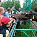 Экскурсия для детей на Сумароковскую лосеферму